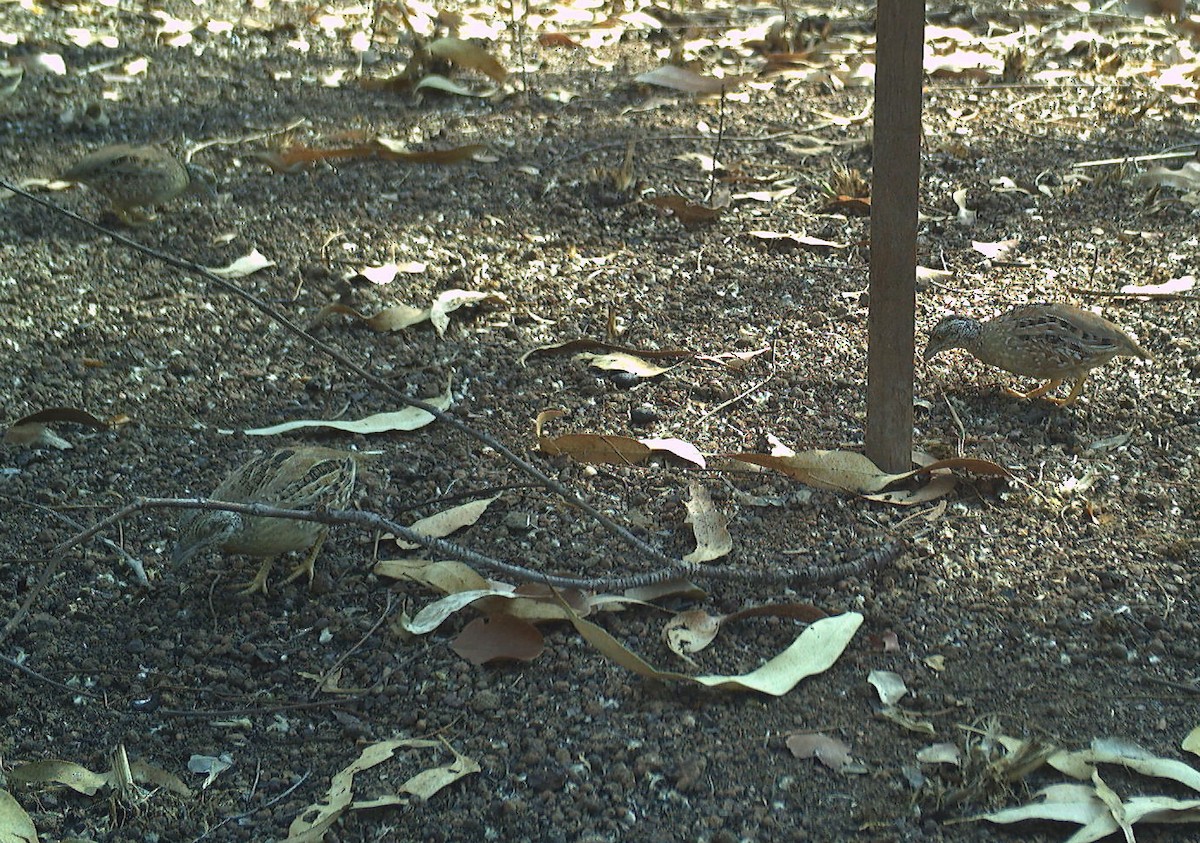 Chestnut-backed Buttonquail - ML614295520