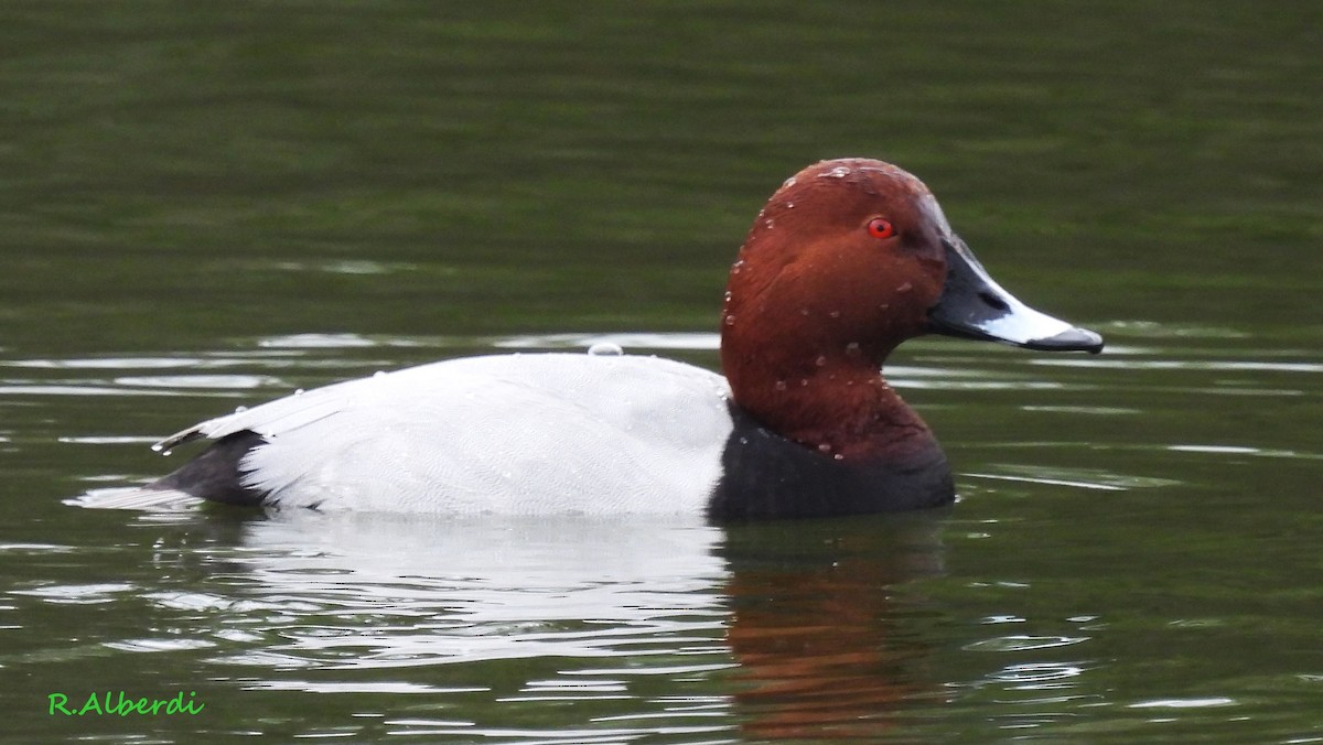 Common Pochard - ML614295522