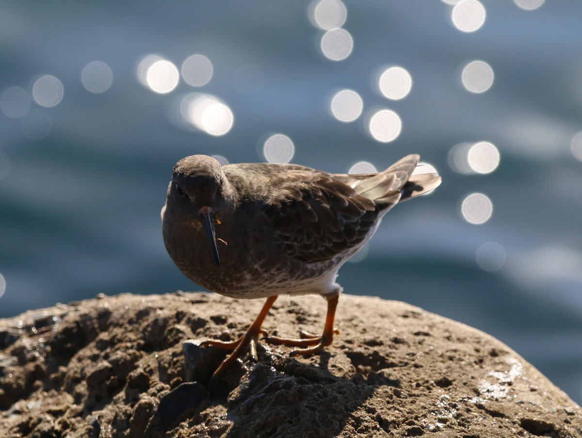 Purple Sandpiper - Kyle Grotens