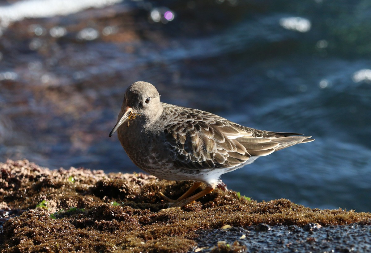 Purple Sandpiper - Kyle Grotens