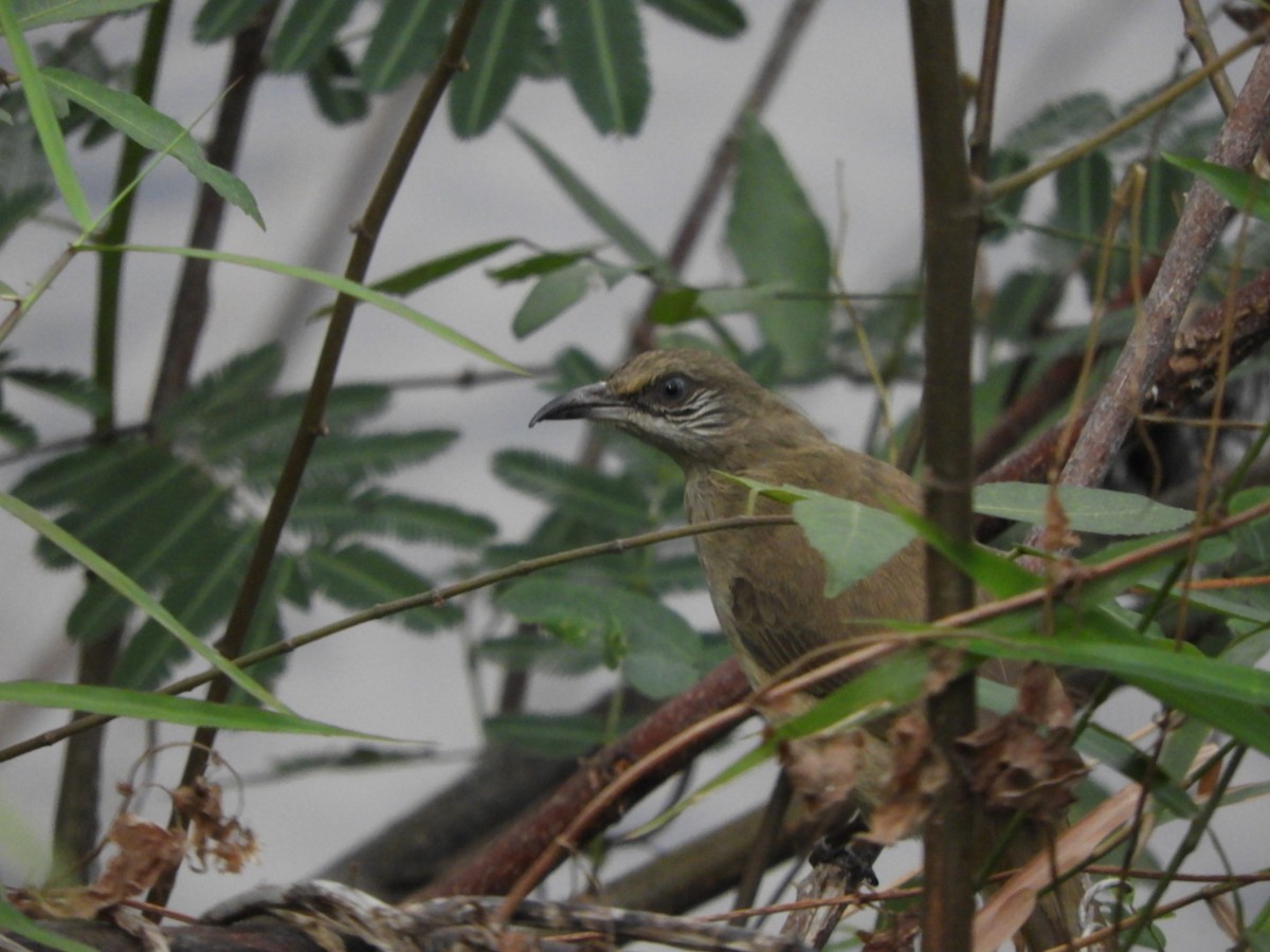 Streak-eared Bulbul - ML614295556