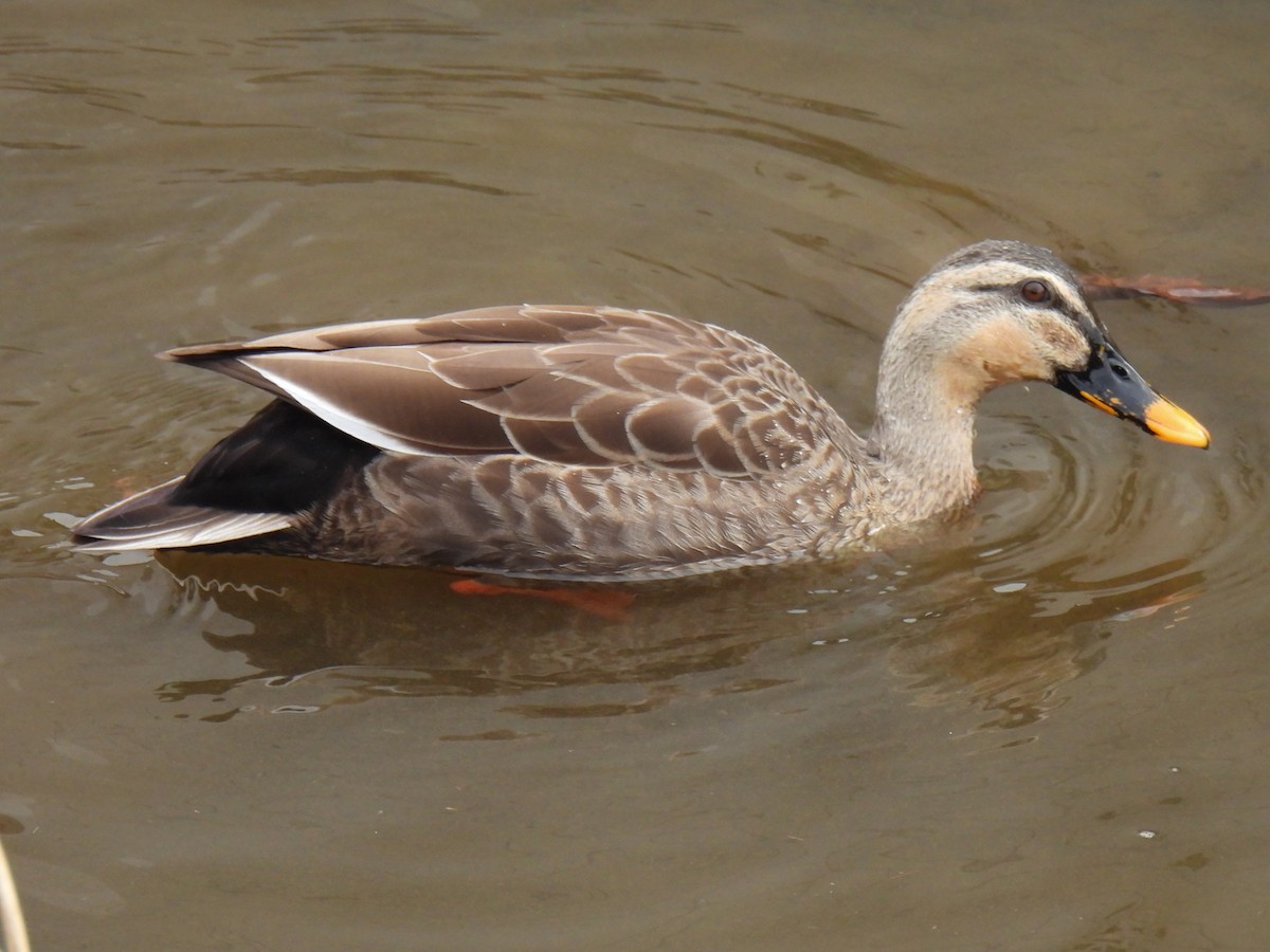 Mallard x Eastern Spot-billed Duck (hybrid) - ML614295784