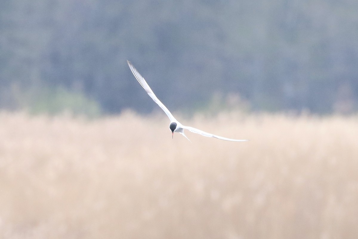 Common Tern - Max Ko