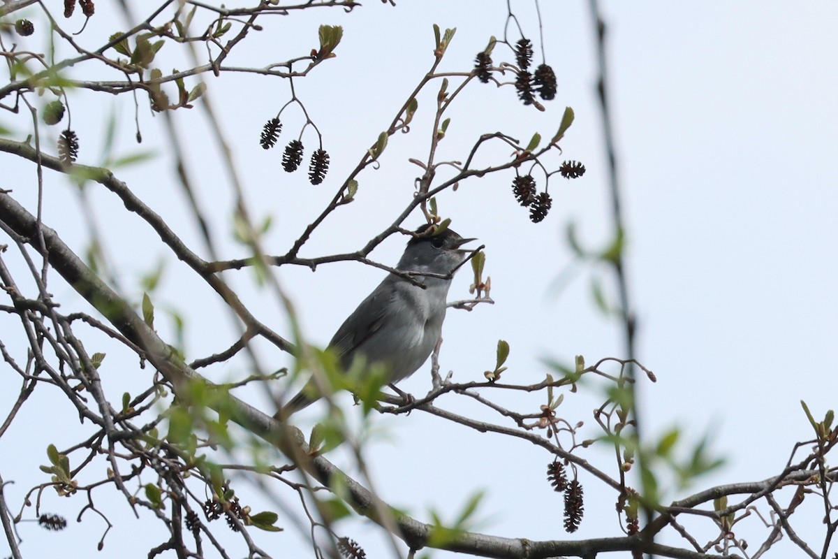 Eurasian Blackcap - ML614295807