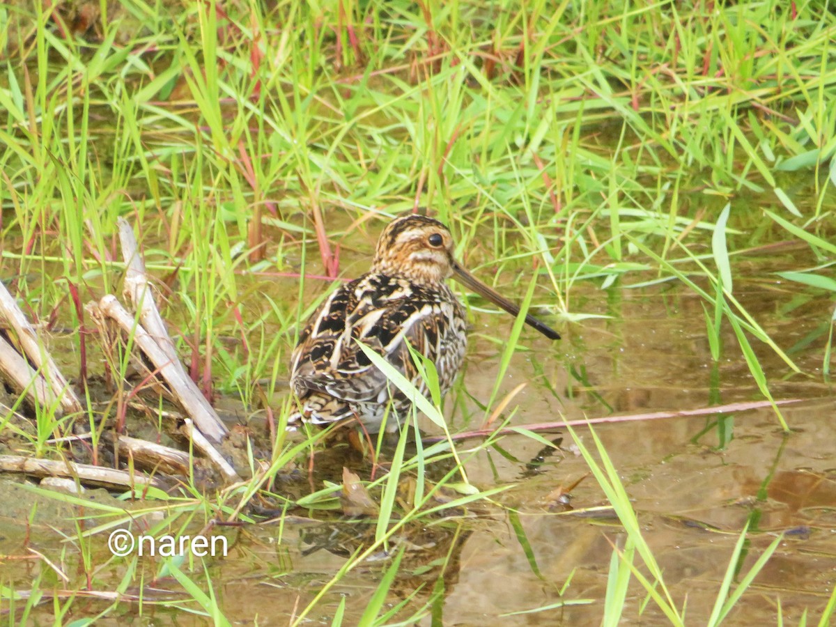 Common Snipe - ML614295815