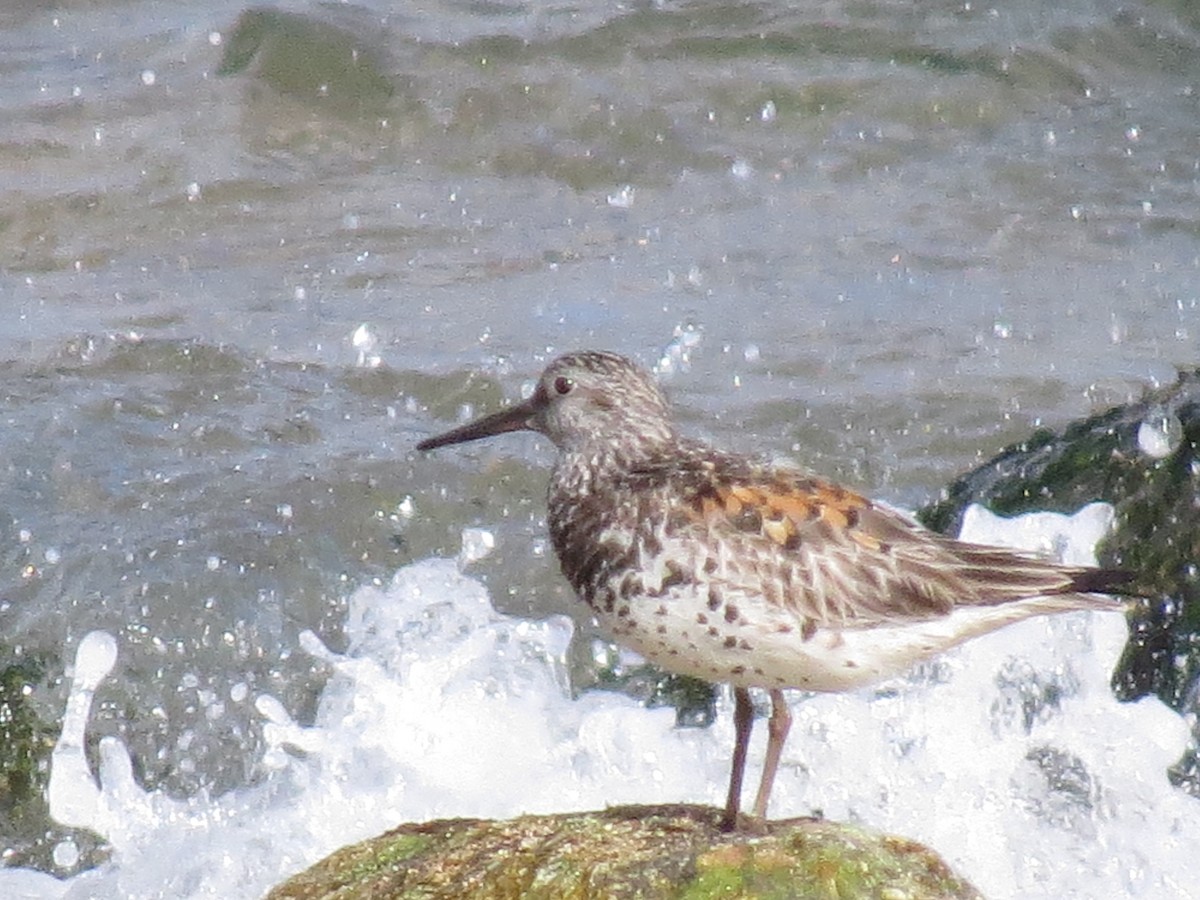 Great Knot - ML614295887