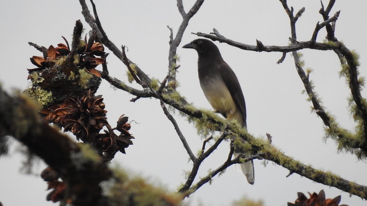 Brown Jay - ML614295896