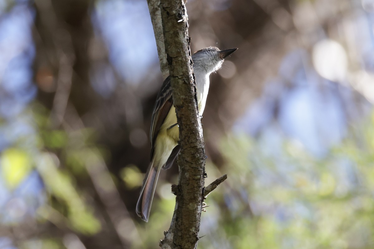 Stolid Flycatcher - ML614295925