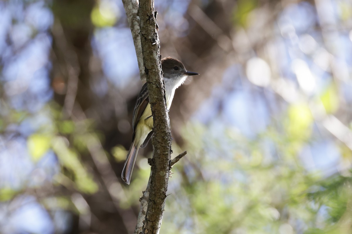 Stolid Flycatcher - ML614295926