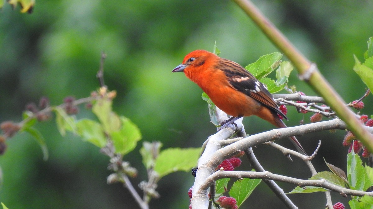 Flame-colored Tanager - ML614295934
