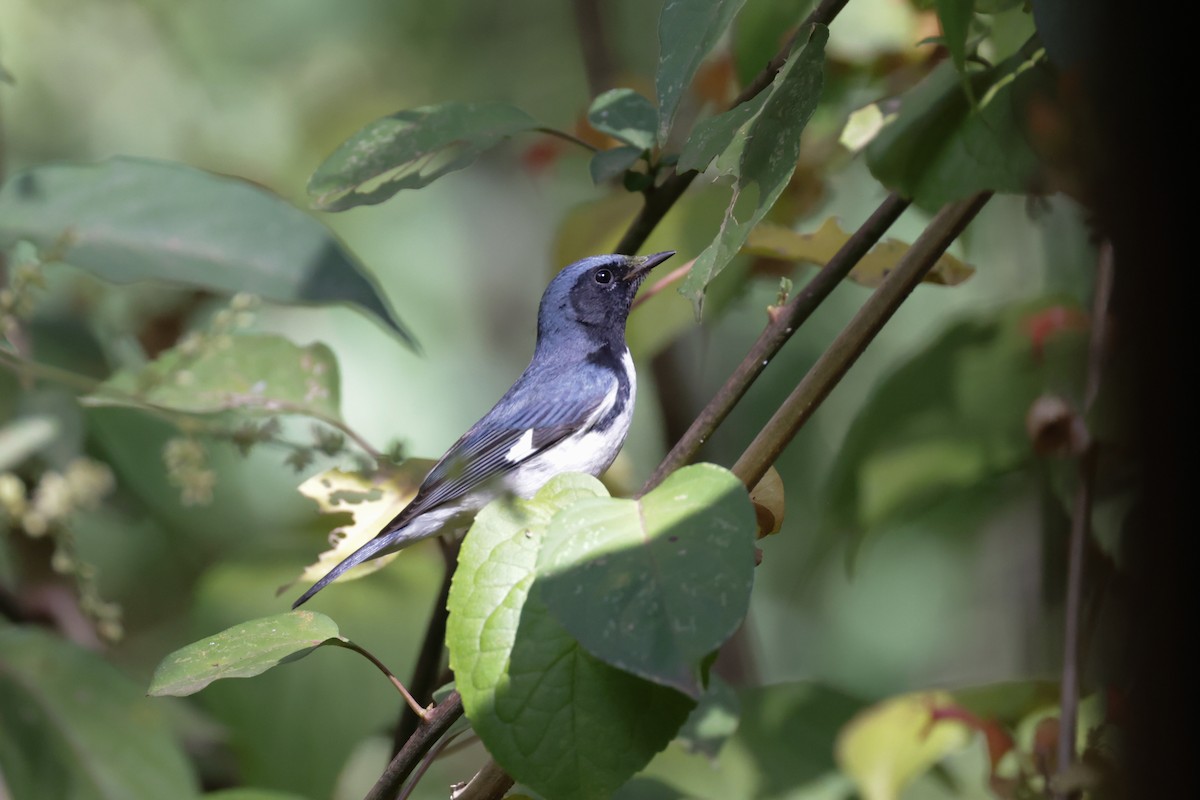 Black-throated Blue Warbler - ML614295938