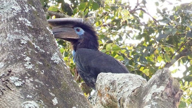 クロコブサイチョウ - eBird