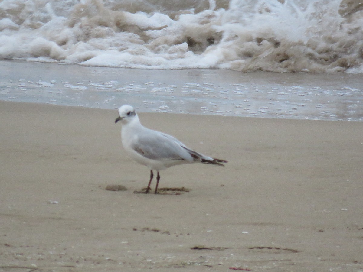 Mediterranean Gull - ML614295996