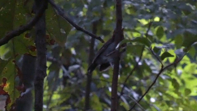 Yellow-breasted Forest Robin - ML614295998