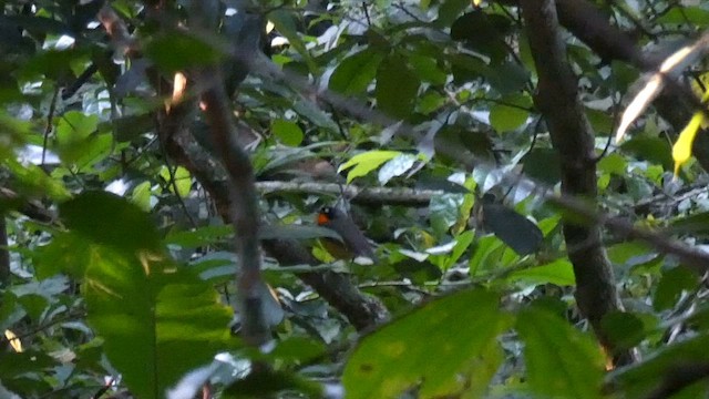 Yellow-breasted Forest Robin - ML614296006