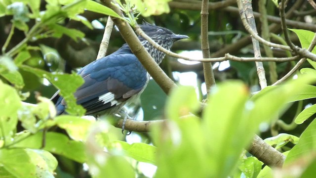 Levaillant's Cuckoo - ML614296015