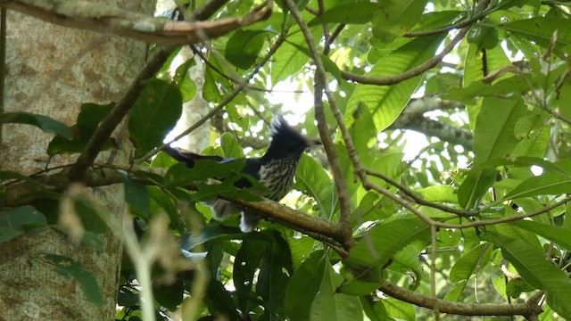 Levaillant's Cuckoo - ML614296016