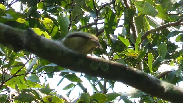 Maskeli Cüce Barbet - ML614296048