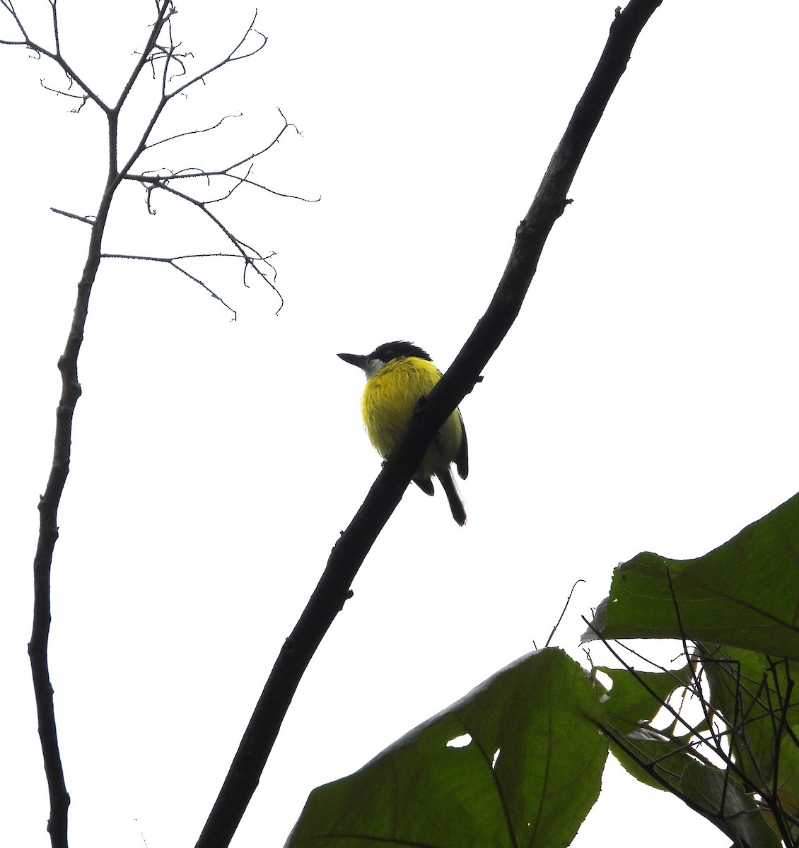 Black-headed Tody-Flycatcher - ML614296061