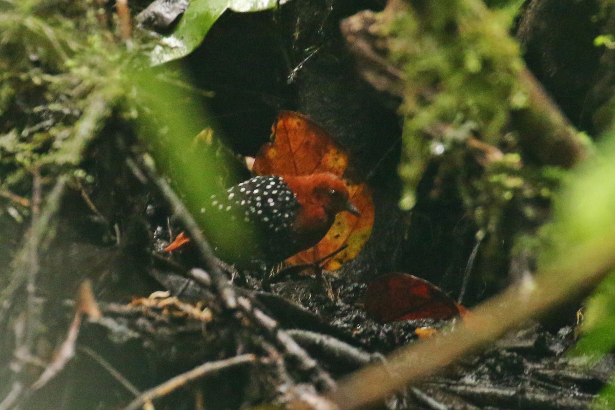 White-spotted Flufftail - Utku Erinç Yeğenoğlu