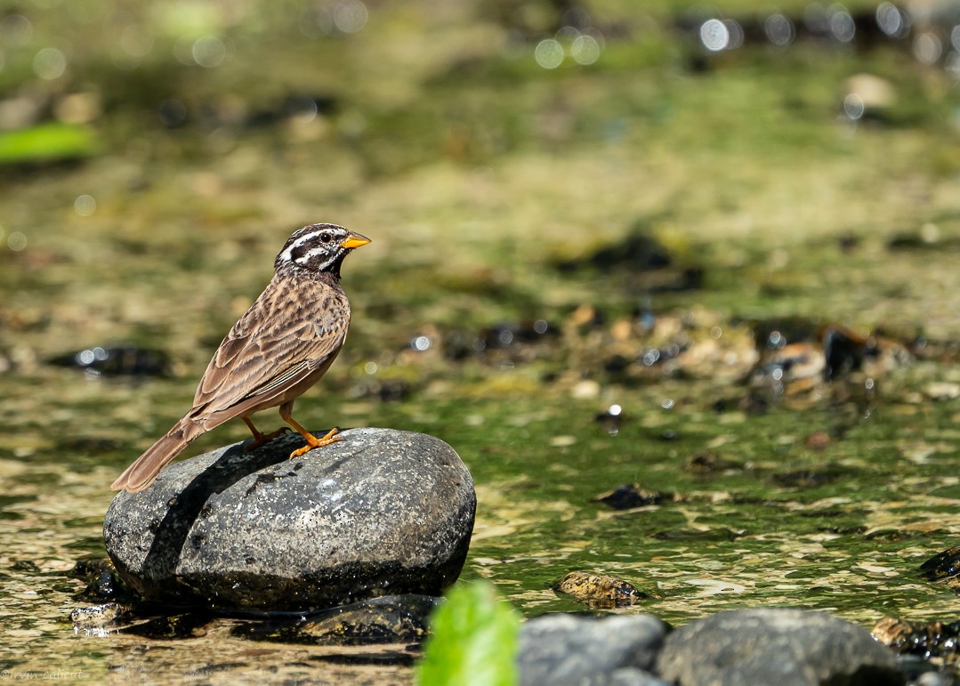 Cinnamon-breasted Bunting - ML614296173