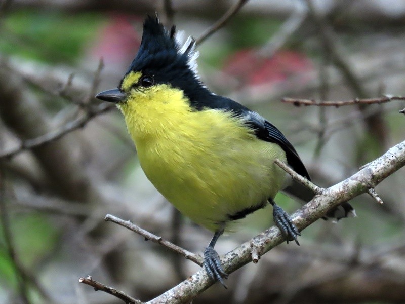 Taiwan Yellow Tit - ML614296194