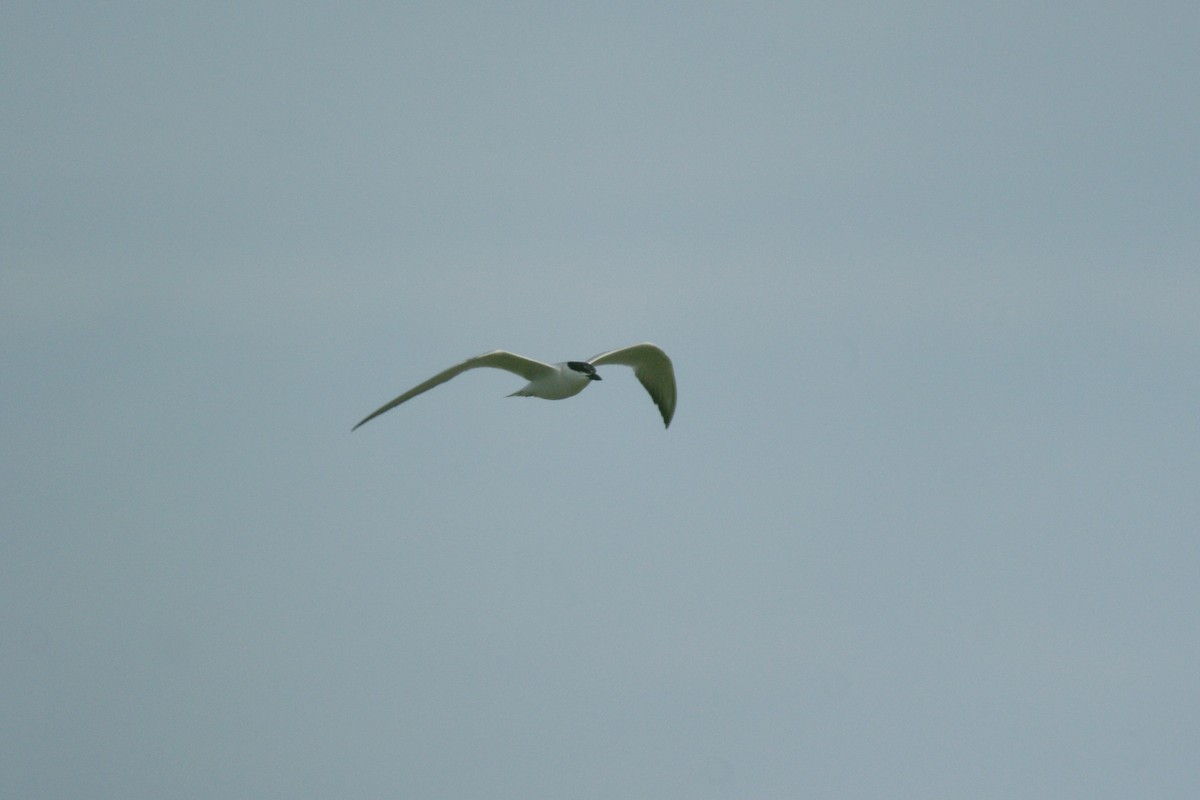 Gull-billed Tern - Max Chiari