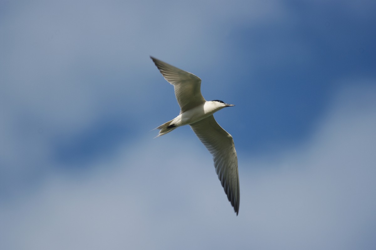 Gull-billed Tern - Max Chiari