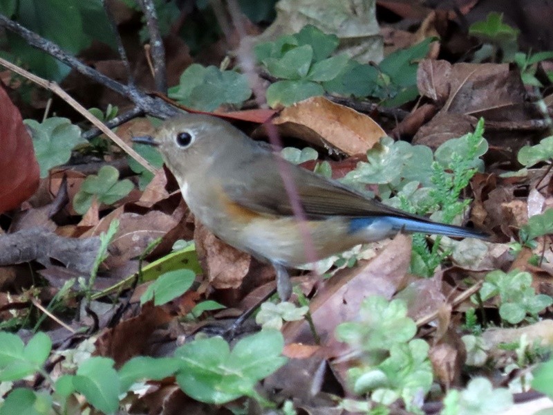 Robin à flancs roux - ML614296245