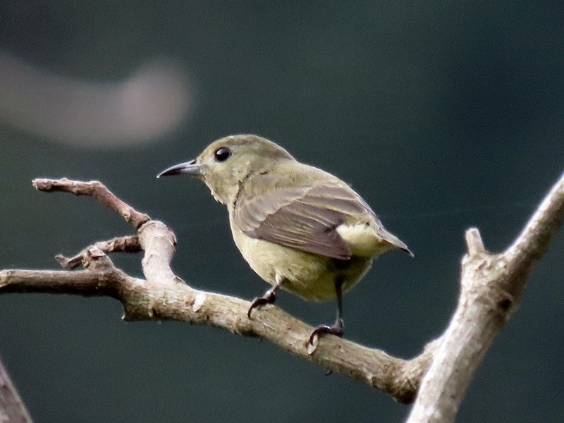 Plain Flowerpecker - ML614296254