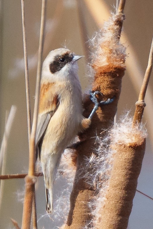 Eurasian Penduline-Tit - Daniel Hinckley | samazul.com