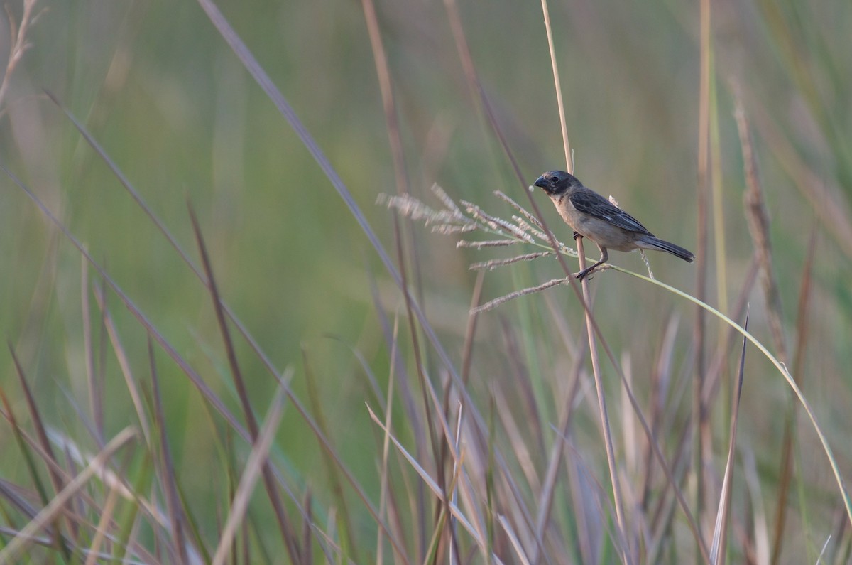 Ibera Seedeater - ML614296326