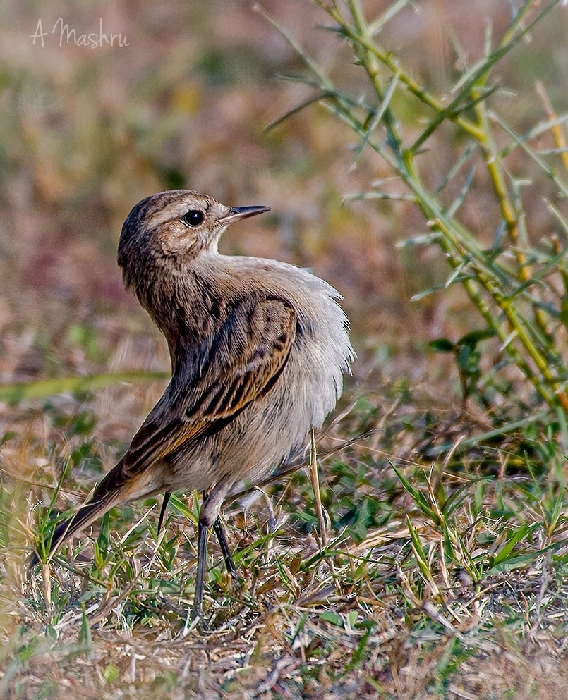 White-browed Bushchat - ML614296334