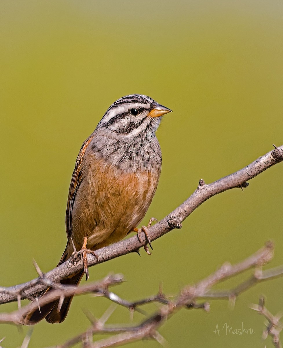 Striolated Bunting - ML614296353