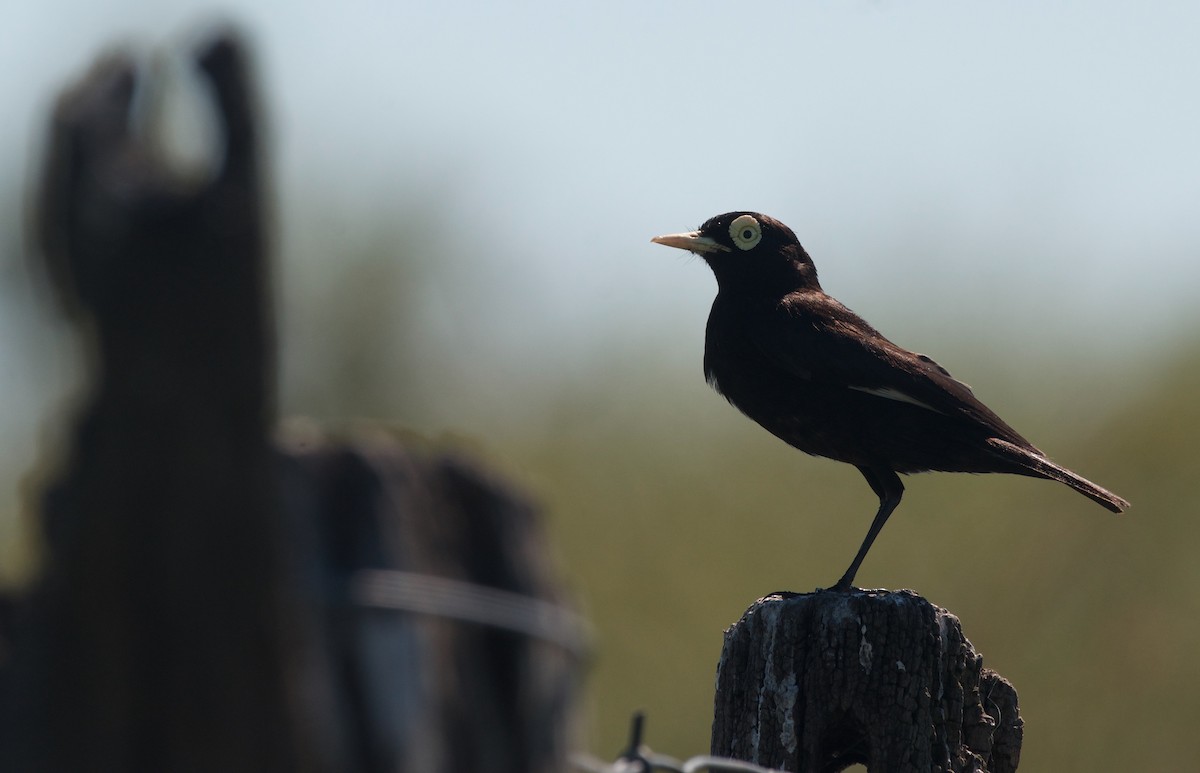 Spectacled Tyrant - ML614296361