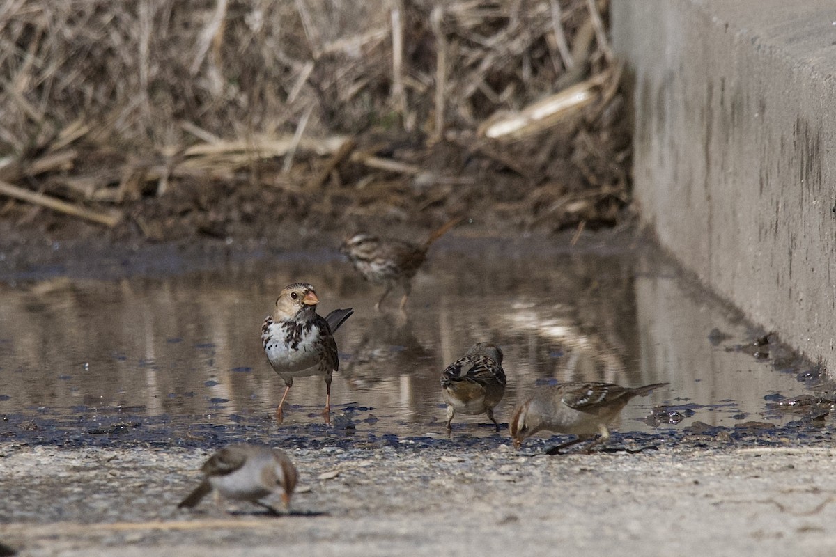 Harris's Sparrow - Jesse Anderson