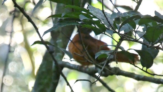 Rufous Flycatcher-Thrush - ML614296429