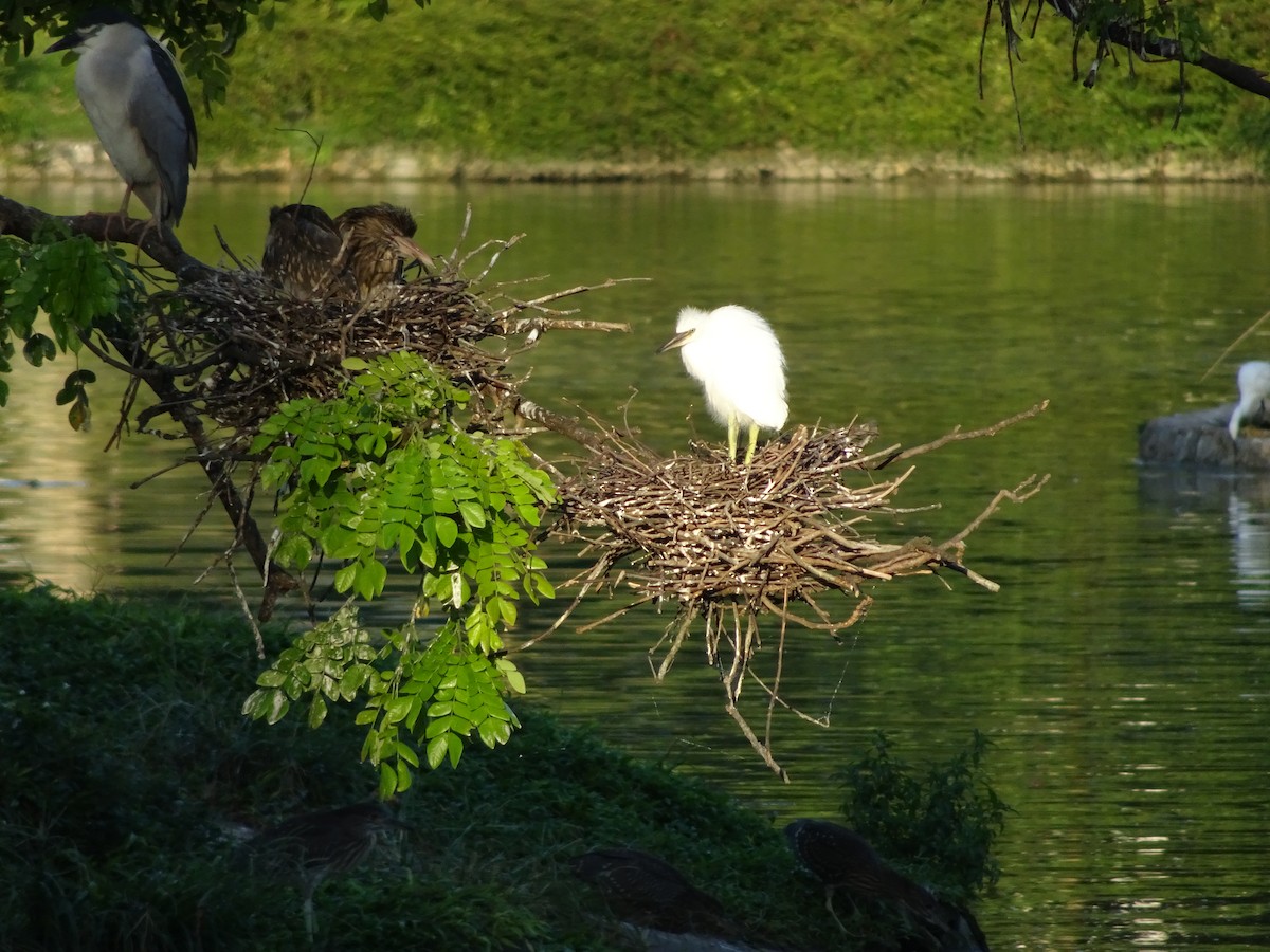 Eastern Cattle Egret - ML614296476