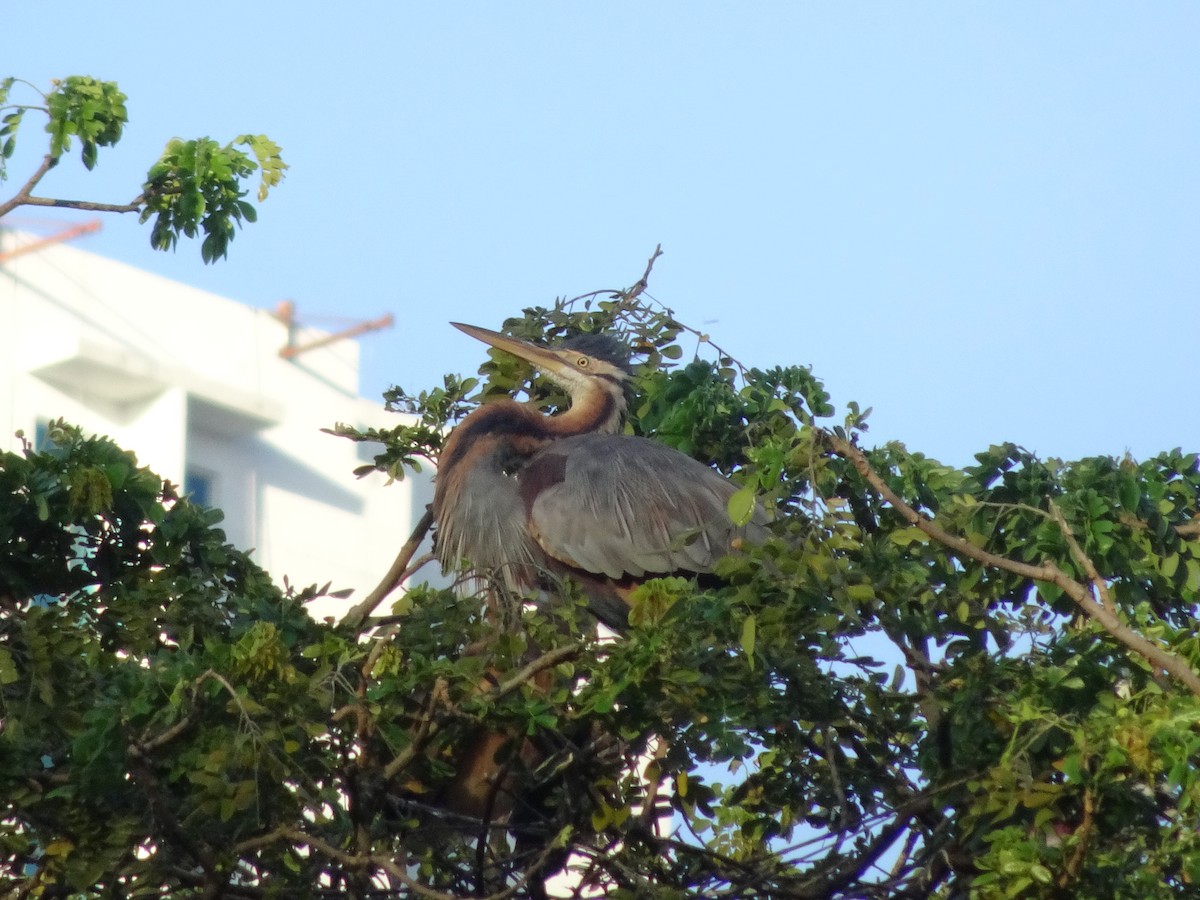 Purple Heron - Michael W