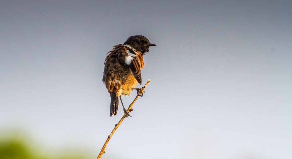 European Stonechat - ML614296532