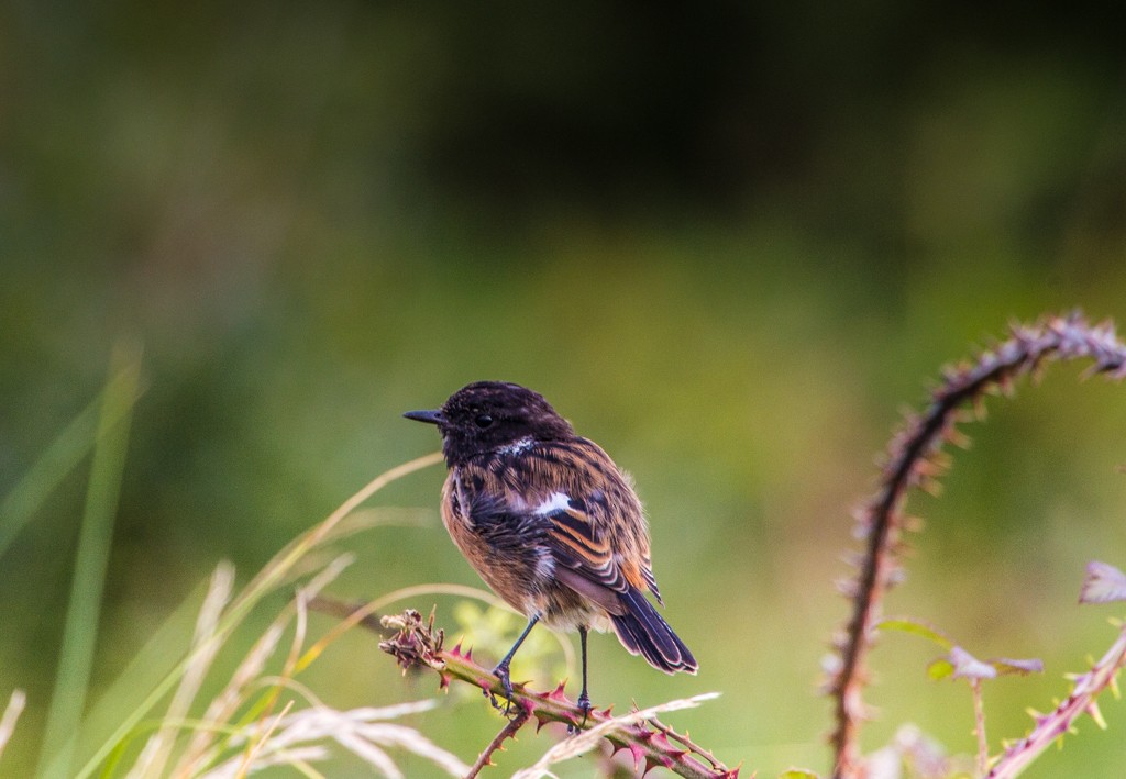 European Stonechat - ML614296534