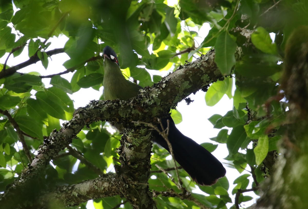 Turaco de Hartlaub - ML614296543