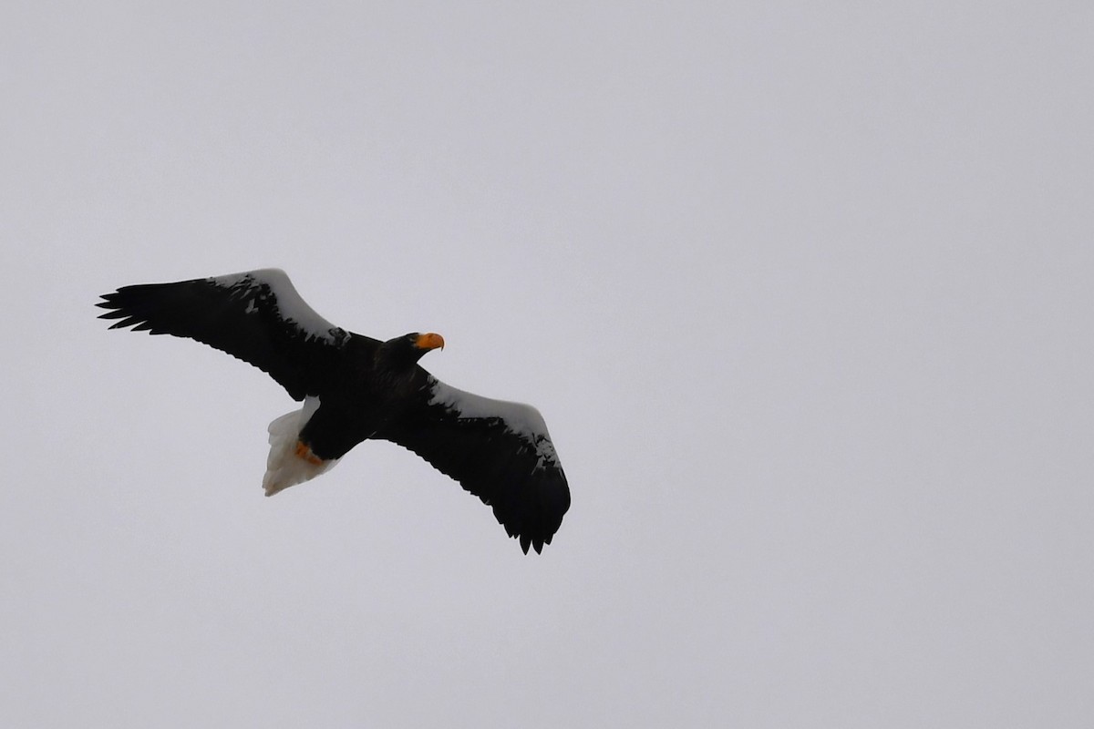 Steller's Sea-Eagle - 岳廷 蔡