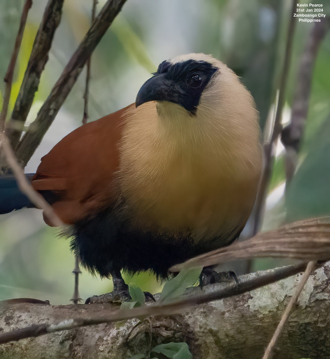 Coucal à face noire - ML614296661