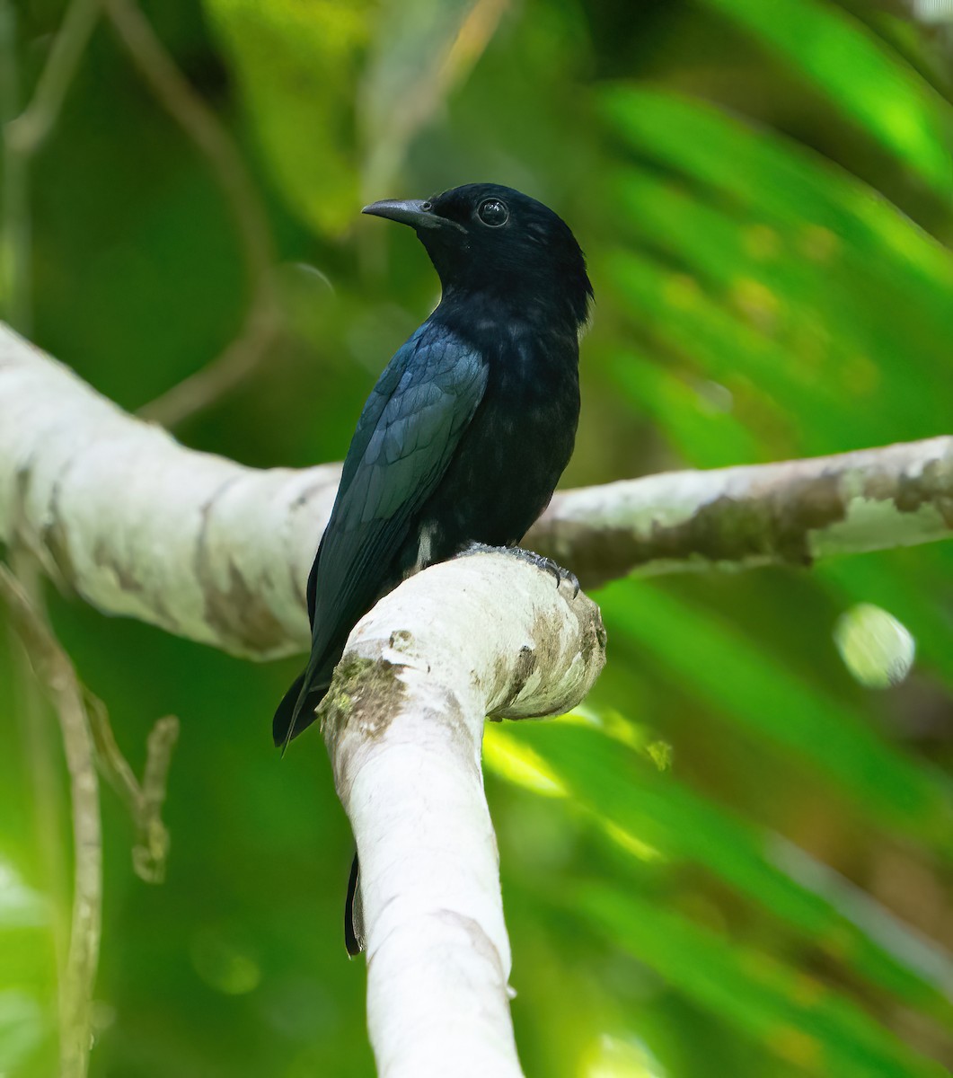 Philippine Drongo-Cuckoo - Kevin Pearce