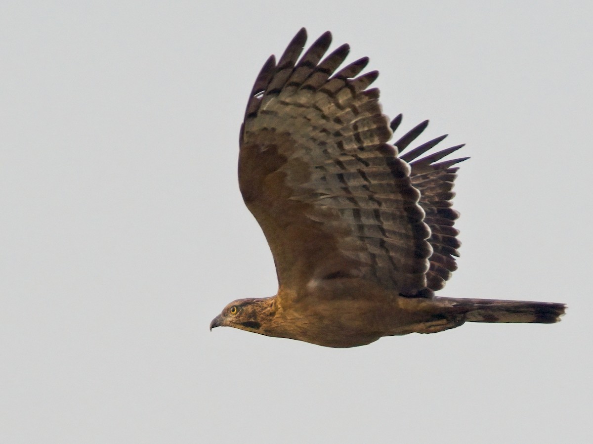 Oriental Honey-buzzard - ML614296696