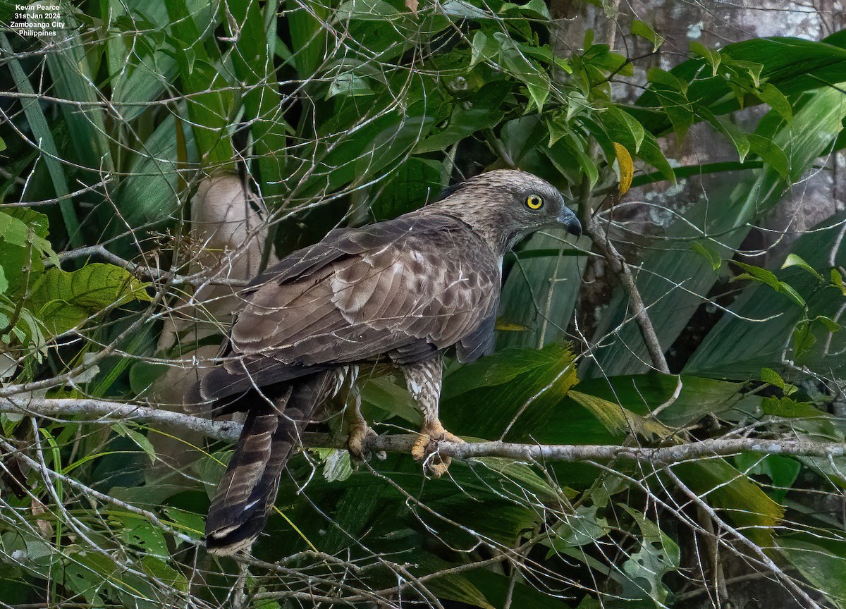 Philippine Honey-buzzard - Kevin Pearce