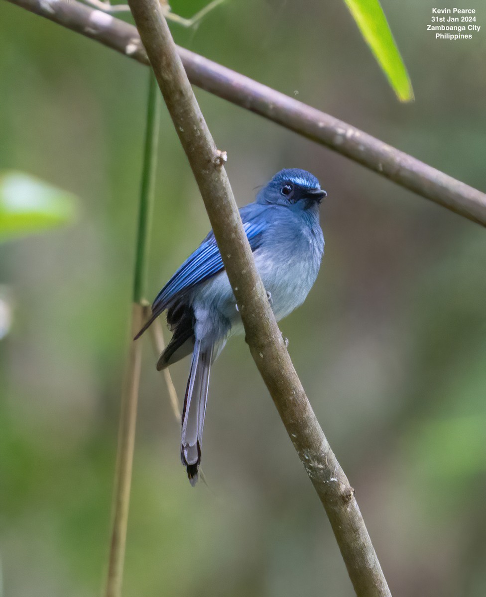 Mindanao Blue-Fantail - ML614296799