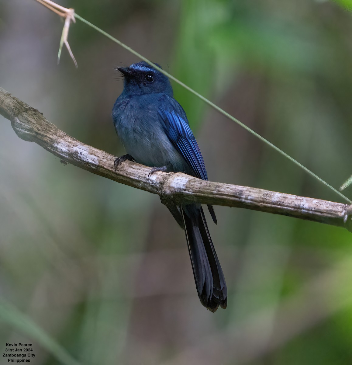 Mindanao Blue-Fantail - ML614296803