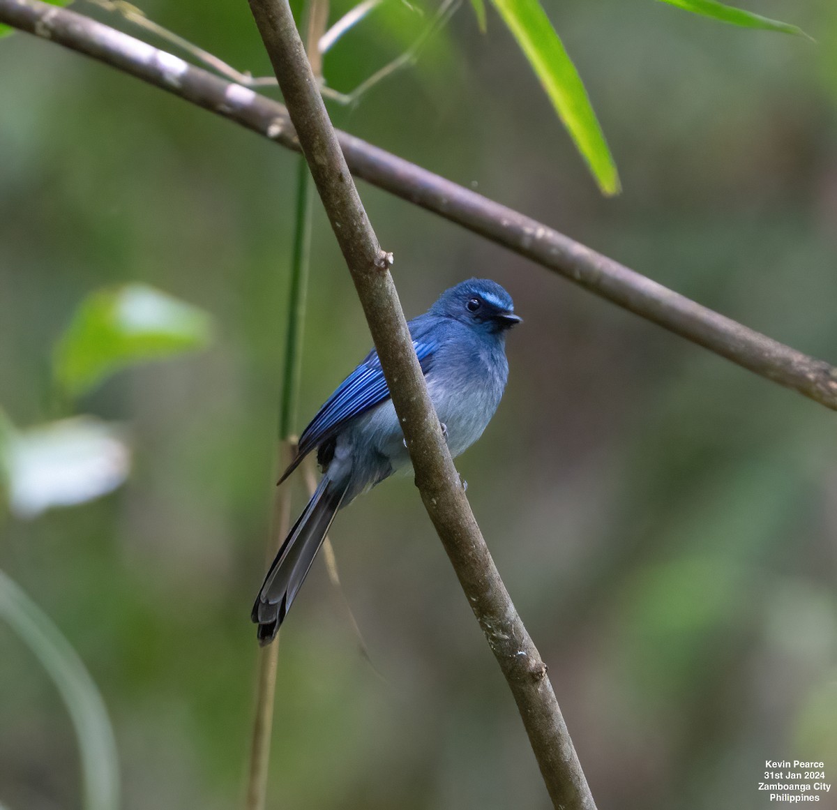 Mindanao Blue-Fantail - ML614296807